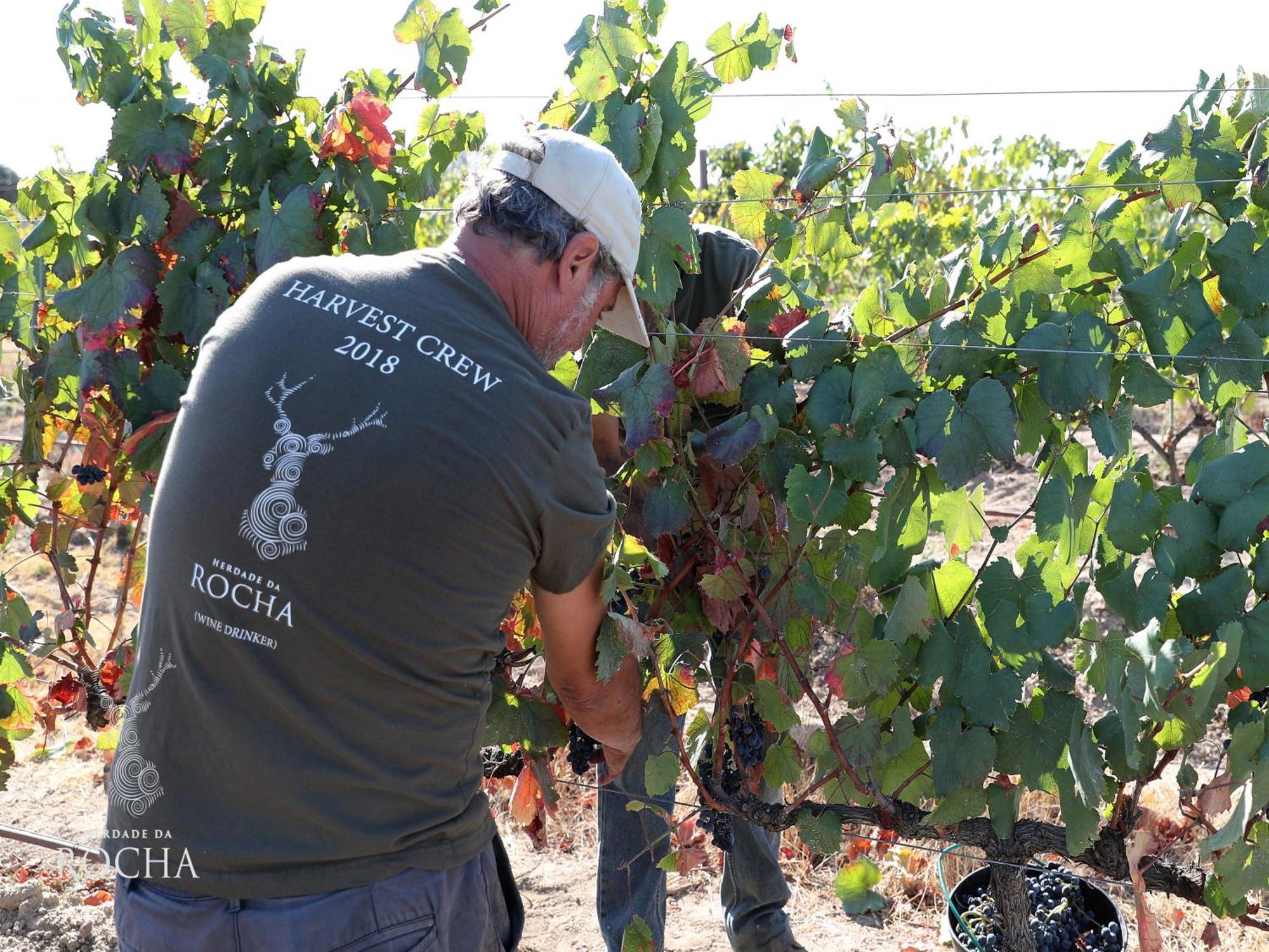 Herdade Da Rocha - Boutique Lodge Crato Luaran gambar