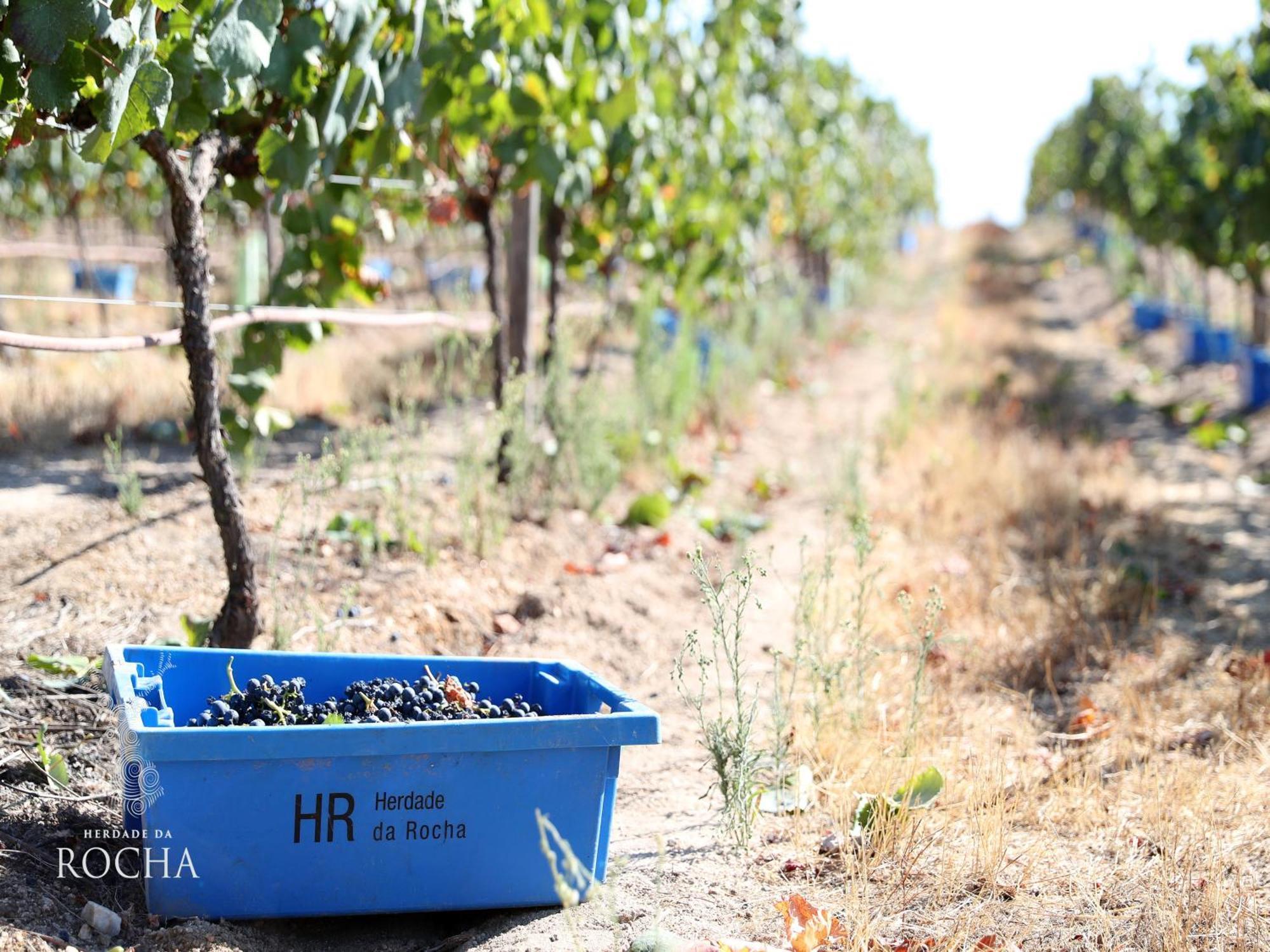 Herdade Da Rocha - Boutique Lodge Crato Luaran gambar