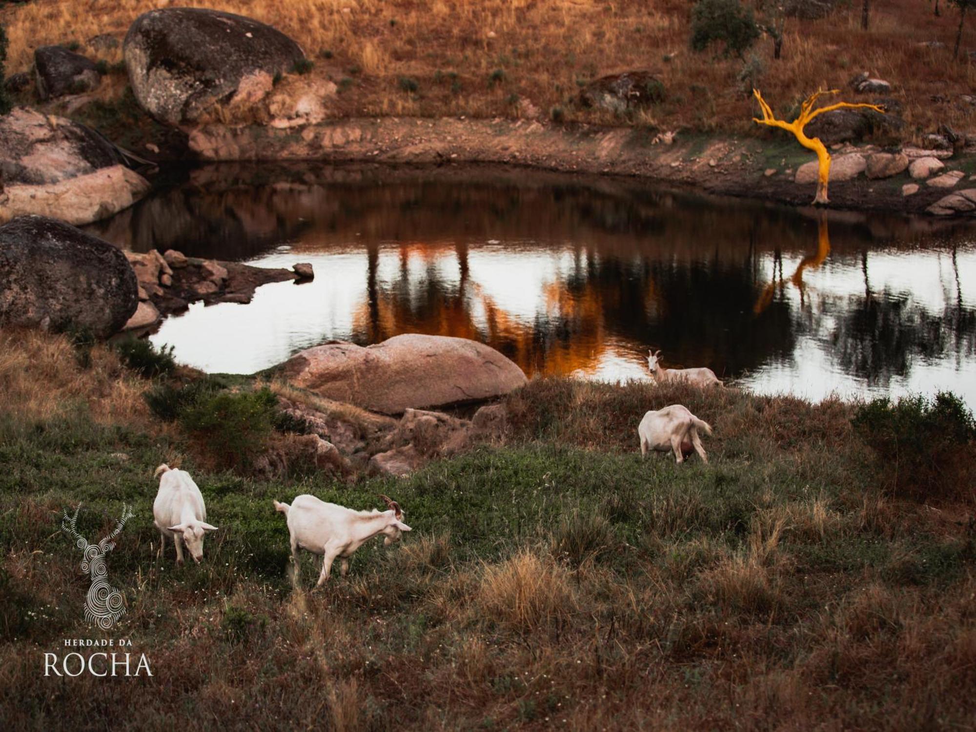 Herdade Da Rocha - Boutique Lodge Crato Luaran gambar