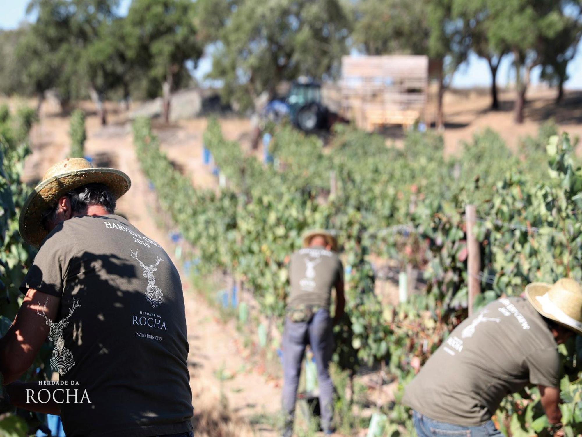 Herdade Da Rocha - Boutique Lodge Crato Luaran gambar