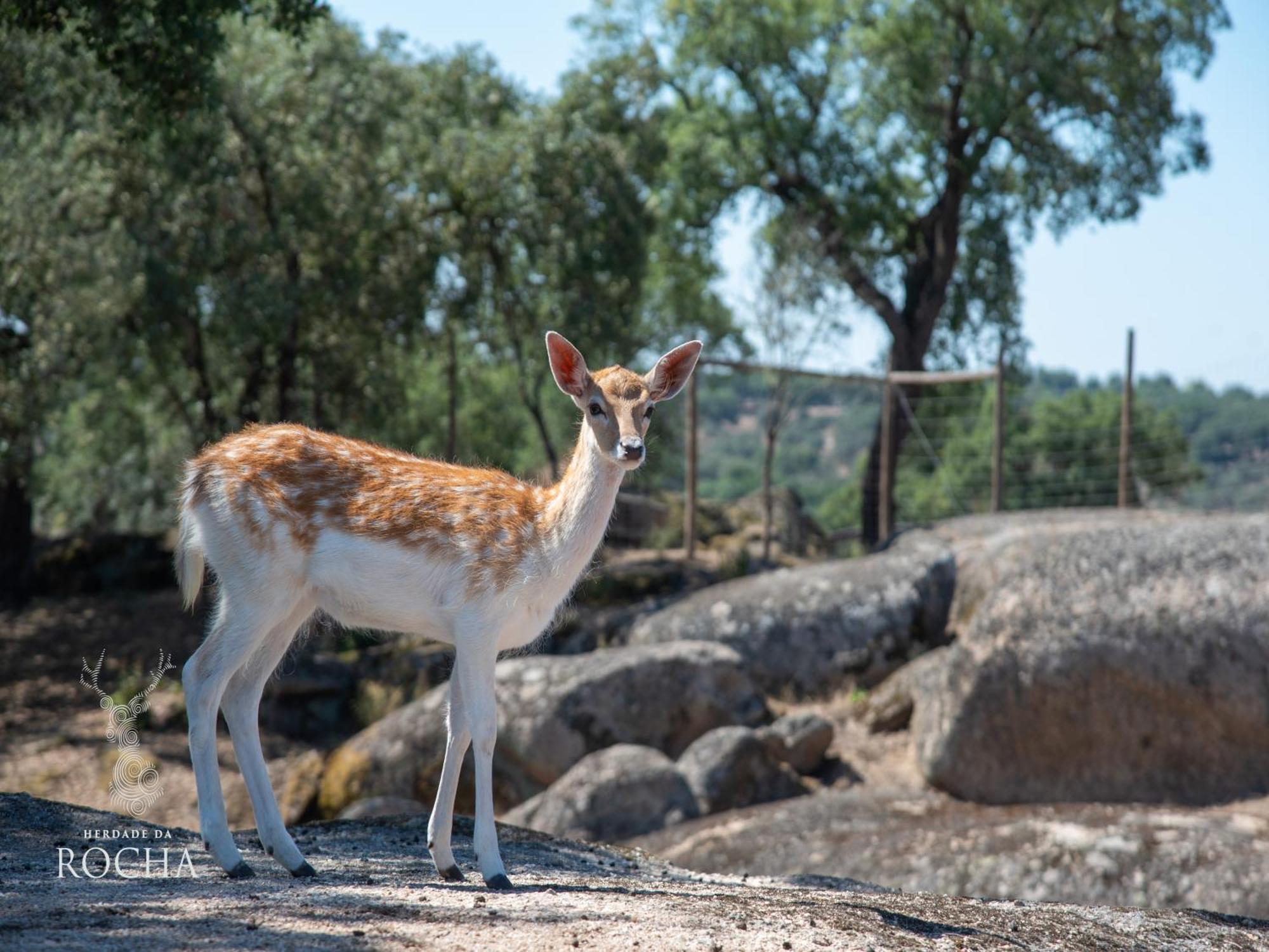 Herdade Da Rocha - Boutique Lodge Crato Luaran gambar