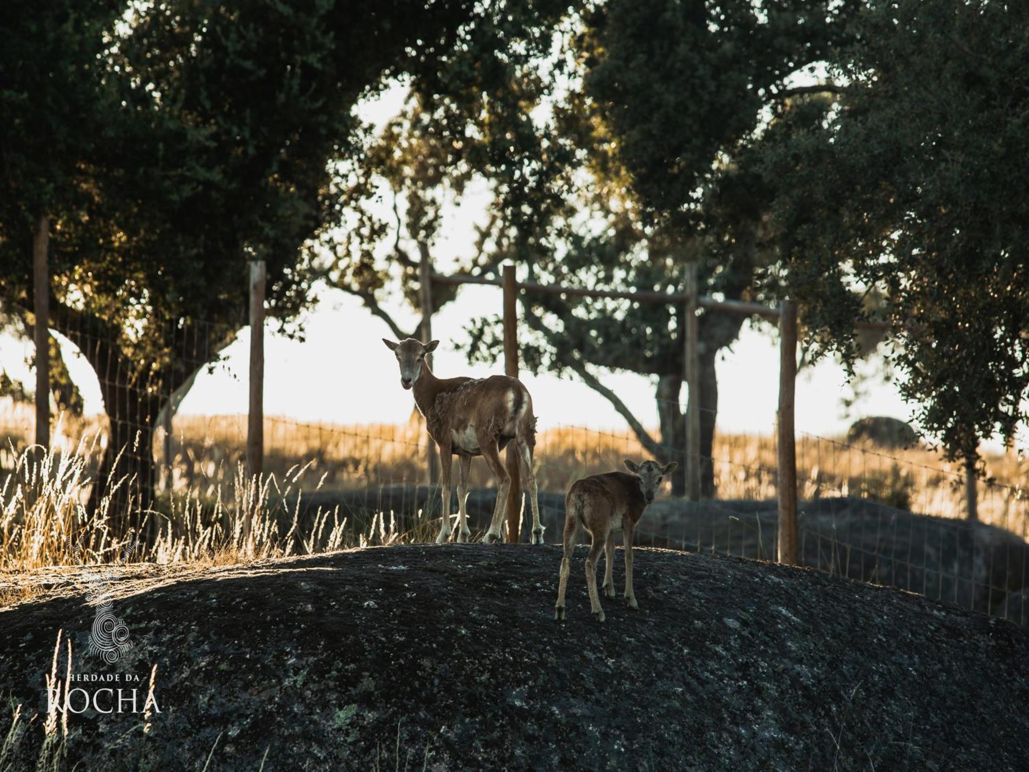 Herdade Da Rocha - Boutique Lodge Crato Luaran gambar