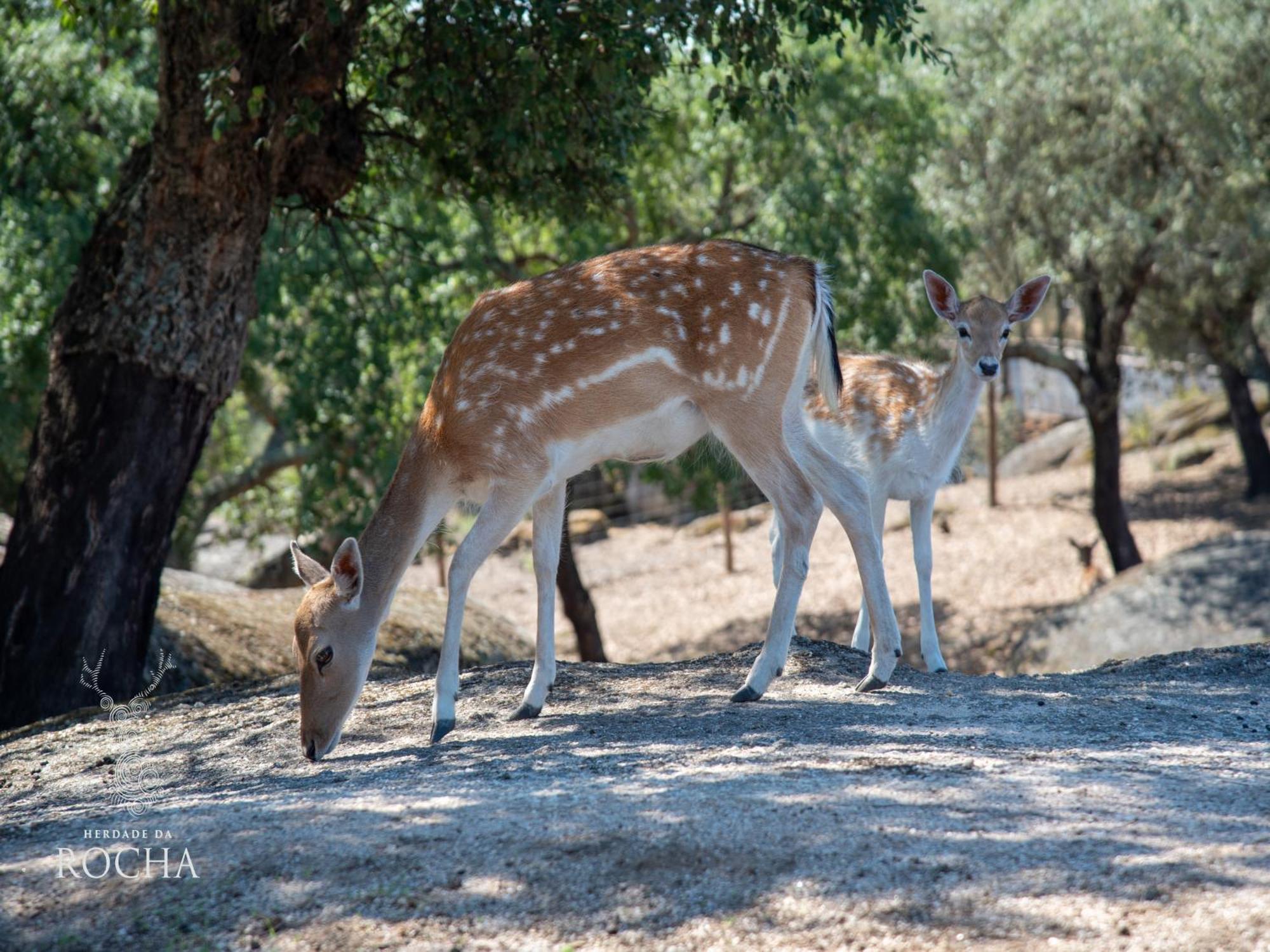 Herdade Da Rocha - Boutique Lodge Crato Luaran gambar